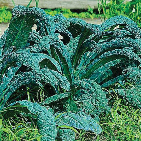 Kale Lacinato Organic Seed Cheap - Image 2