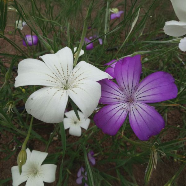 Agrostemma Milas Queen Mix Organic Seed Online now