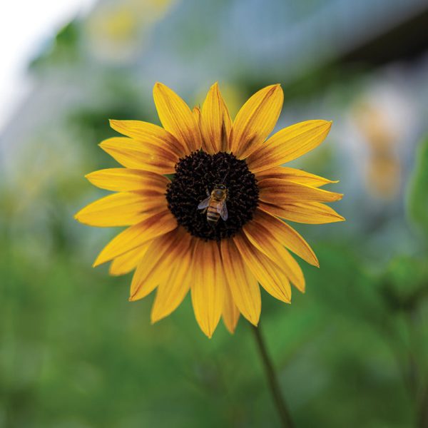 Sunflower Soluna Mix Seed Hot on Sale - Image 3