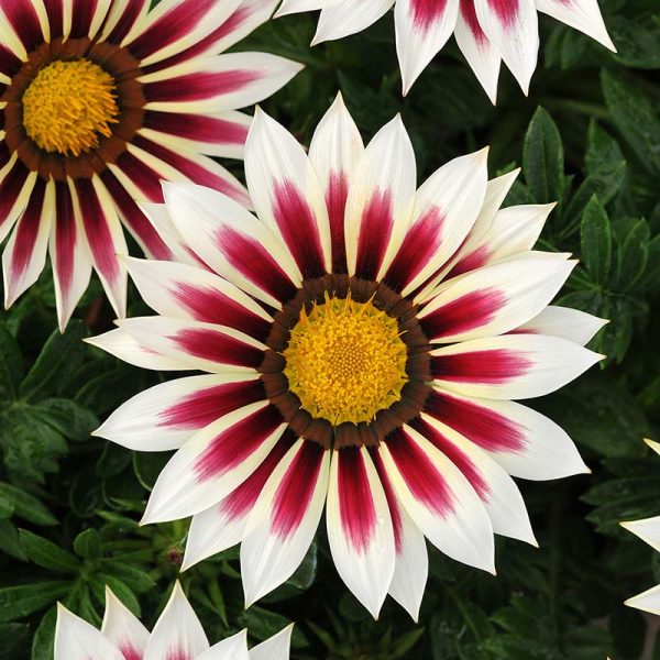 Gazania New Day Tiger Mix F1 Seed Hot on Sale - Image 3