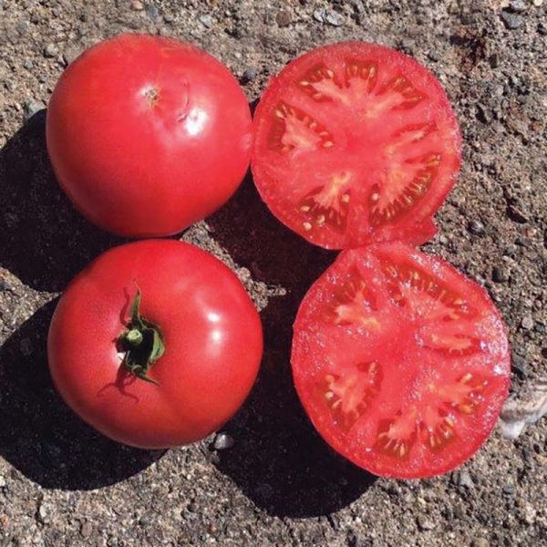 Tomato Damsel F1 Seed Online - Image 4
