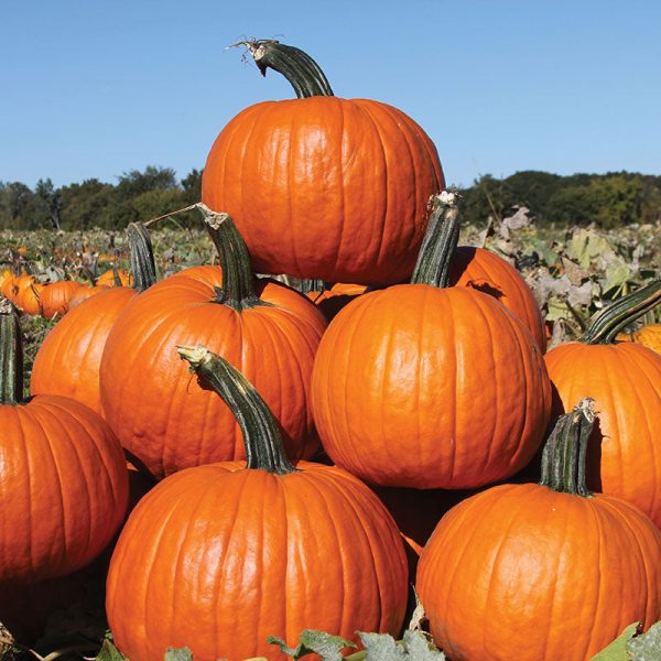 Pumpkin Rhea F1 Seed For Discount