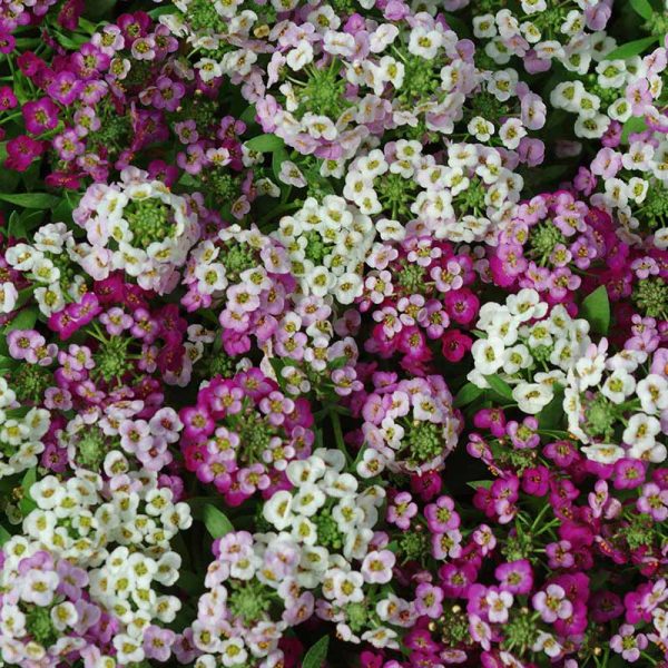 Alyssum Clear Crystals Mix Seed For Sale - Image 3