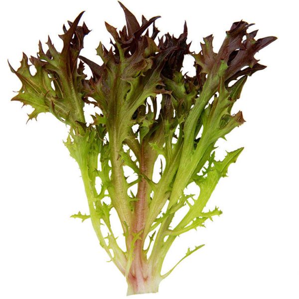 Lettuce Rhone MTO Organic Seed Online Hot Sale - Image 2