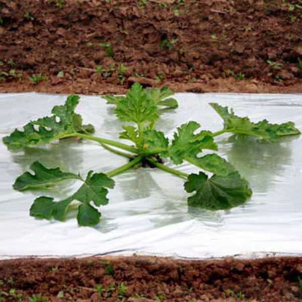 Metallic Plastic Mulch 4  x 600  on Sale