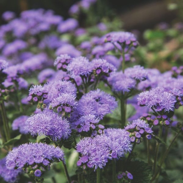 Ageratum Blue Planet F1 Seed on Sale - Image 2