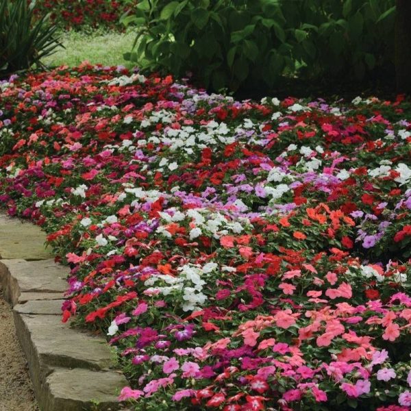 Impatiens Super Elfin XP Mix F1 Seed Hot on Sale - Image 3