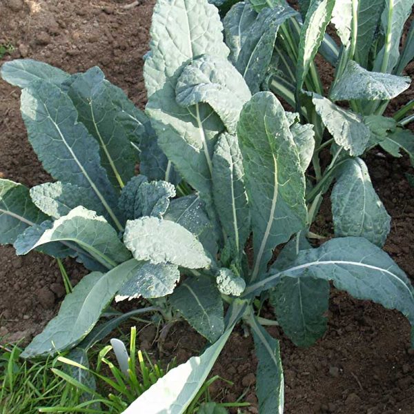 Kale Lacinato Organic Seed Cheap