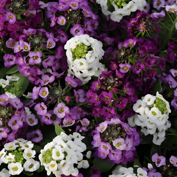 Alyssum Clear Crystals Mix Seed For Sale - Image 4