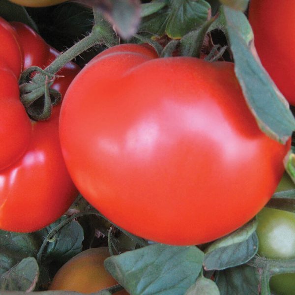 Tomato Red Defender F1 Seed Supply - Image 2