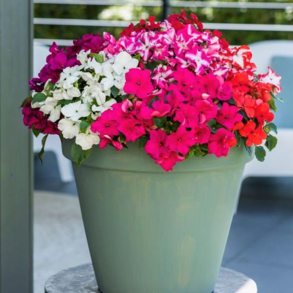 Impatiens Imara XDR Mix F1 Seed Hot on Sale - Image 2