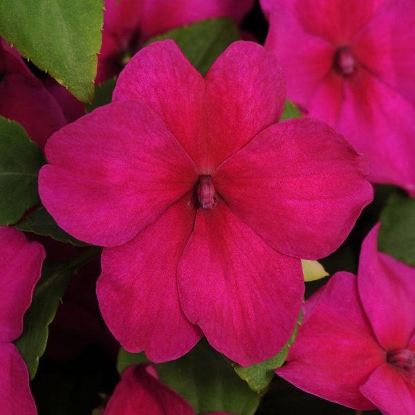 Impatiens Super Elfin XP Mix F1 Seed Hot on Sale - Image 4