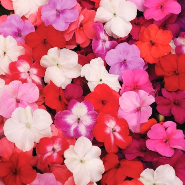 Impatiens Super Elfin XP Mix F1 Seed Hot on Sale
