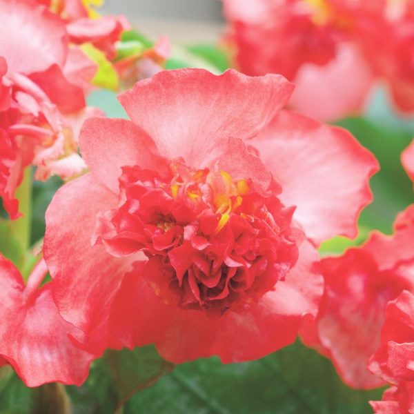 Begonia Fiona Red Seed Discount - Image 2