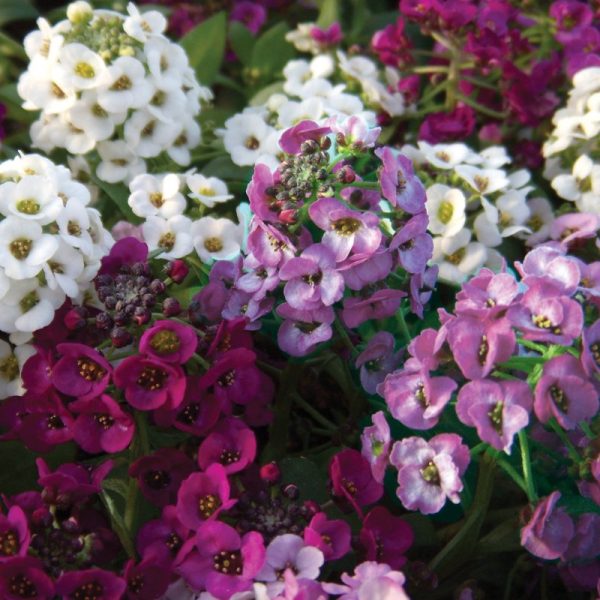 Alyssum Clear Crystals Mix Seed For Sale - Image 2
