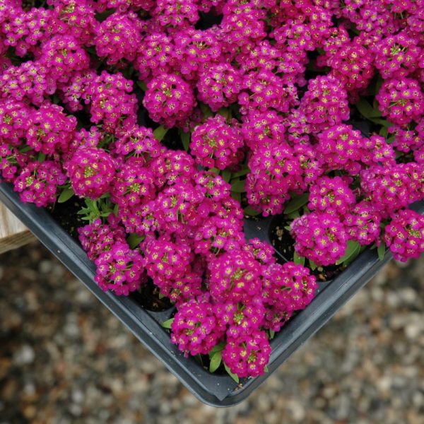 Alyssum Wonderland Deep Purple Seed For Sale