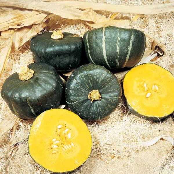 Squash Burgess Buttercup Seed Discount - Image 2