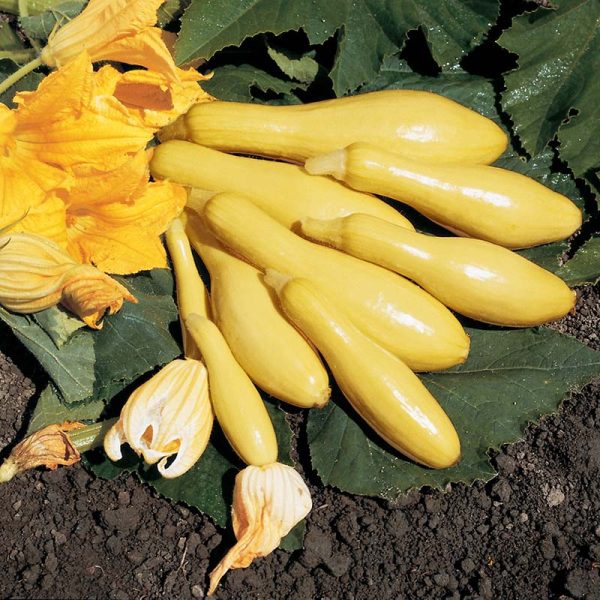 Squash Multipik F1 Seed Online Hot Sale