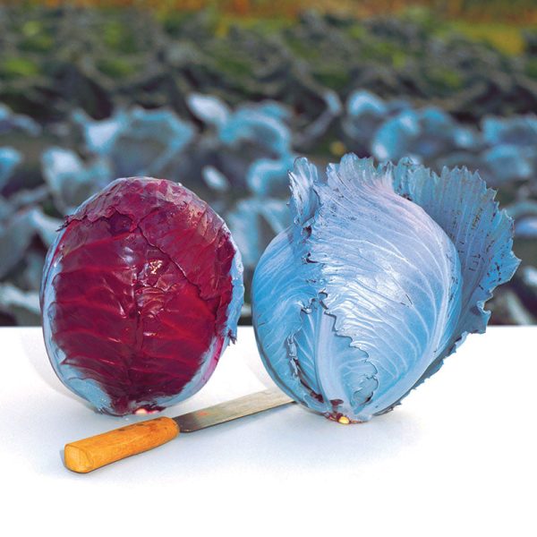 Cabbage Buscaro F1 Organic  Seed Online Hot Sale - Image 3