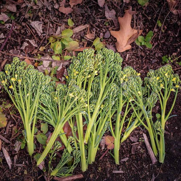 Broccoli Aspabroc F1 Seed Supply - Image 2