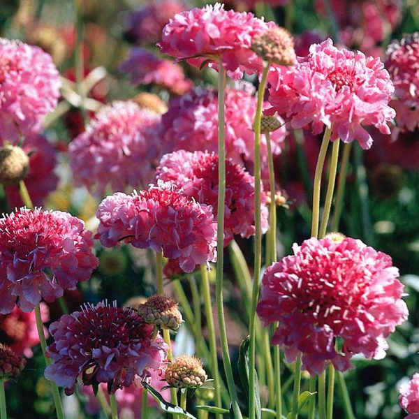 Scabiosa QIS Mix Seed Online now - Image 2