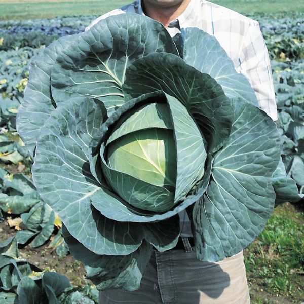 Cabbage Bravo F1 Seed Online - Image 2