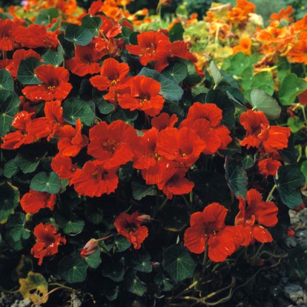 Nasturtium Princess of India Seed Sale - Image 2
