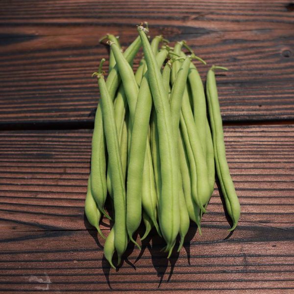 Bean Provider Seed Hot on Sale