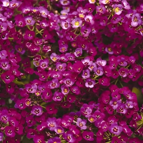 Alyssum Clear Crystals Purple Shades Seed Sale - Image 3
