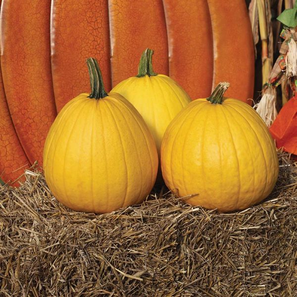 Pumpkin Lemonade F1 Seed Fashion - Image 2