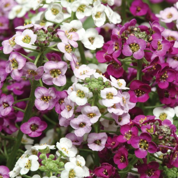 Alyssum Clear Crystals Mix Seed For Sale