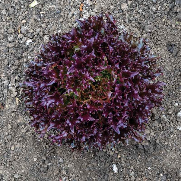 Lettuce Rhone MTO Organic Seed Online Hot Sale