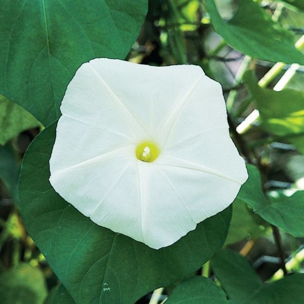 Ipomoea Moonflower Giant White Seed Fashion - Image 2