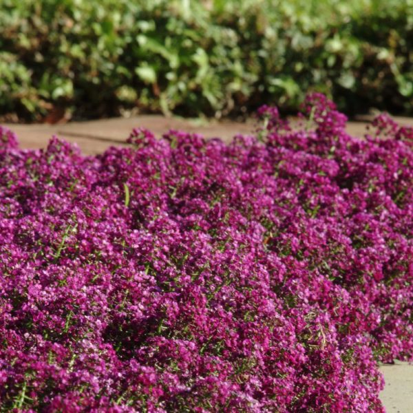 Alyssum Clear Crystals Purple Shades Seed Sale - Image 2
