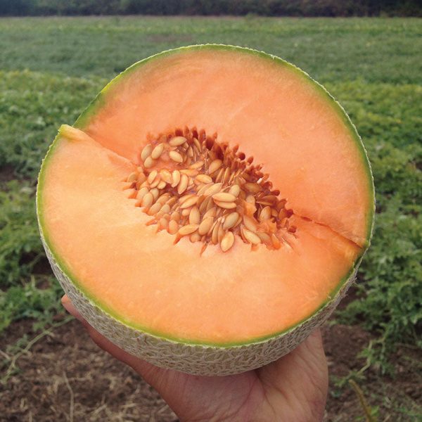 Melon Divergent F1 Organic Seed Sale