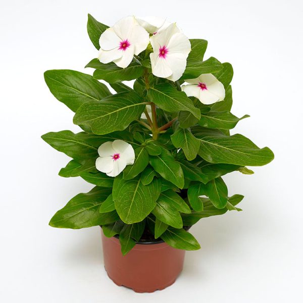 Vinca Cora XDR Polka Dot F1 Seed on Sale