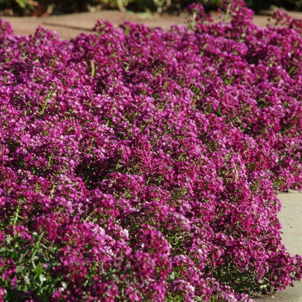 Alyssum Clear Crystals Purple Shades Seed Sale