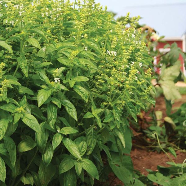Basil Eleonora Organic Seed Online Hot Sale - Image 2