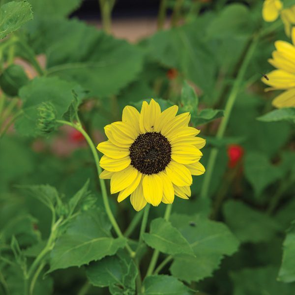 Sunflower Soluna Mix Seed Hot on Sale - Image 4