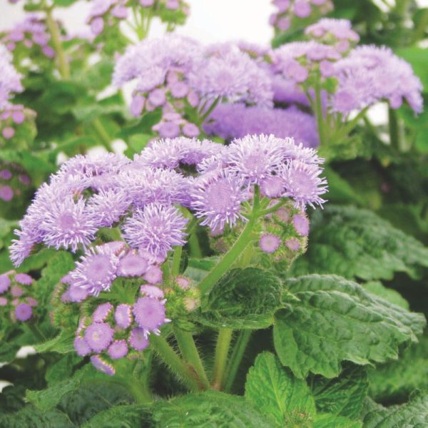 Ageratum Blue Planet F1 Seed on Sale - Image 4