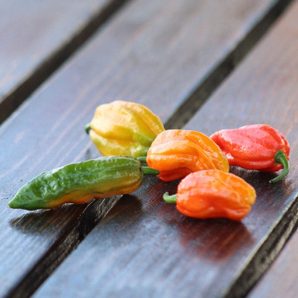 Pepper Ghost Pepper Multi-Colored Seed Online - Image 3