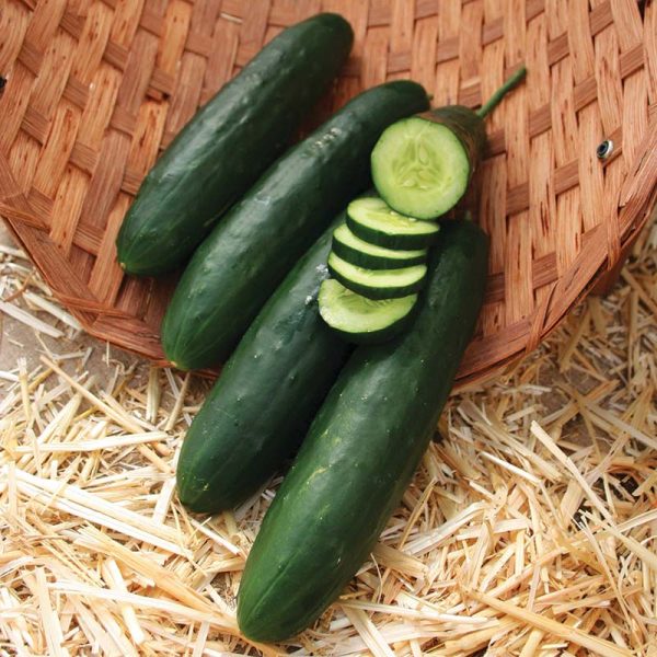 Cucumber Paraiso F1 Organic Seed Supply