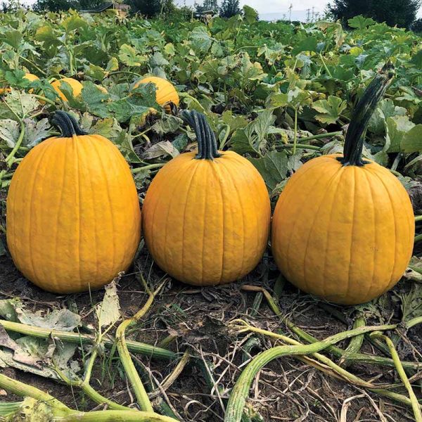 Pumpkin Lemonade F1 Seed Fashion