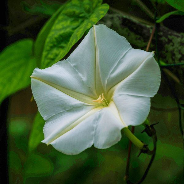 Ipomoea Moonflower Giant White Seed Fashion
