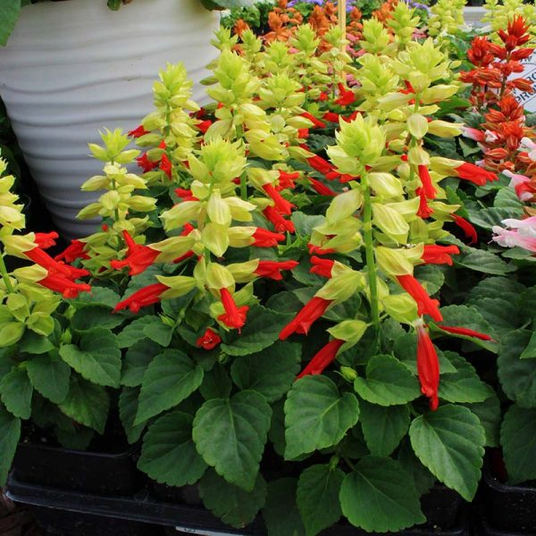 Salvia Reddy Mix Seed Hot on Sale - Image 3