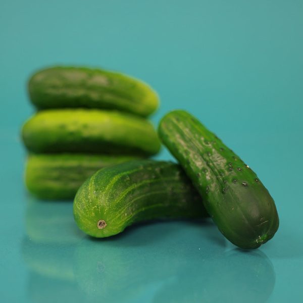 Cucumber El Camino F1 Seed Online now - Image 4