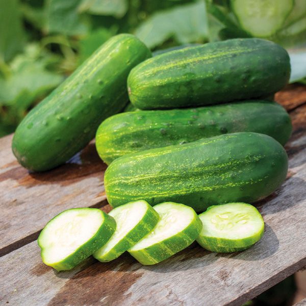 Cucumber El Camino F1 Seed Online now