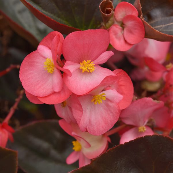 Begonia Megawatt Bronze Leaf Rose F1 Seed Fashion - Image 2