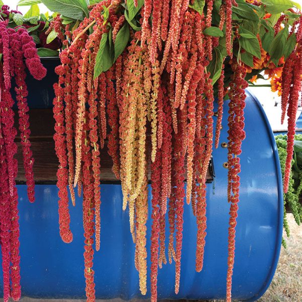 Amaranthus Coral Fountains Seed Supply