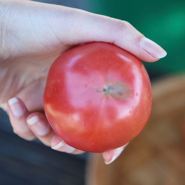 Tomato Damsel F1 Seed Online - Image 5
